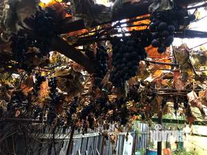 Дом 48м², 1-этажный, участок 12 сот.