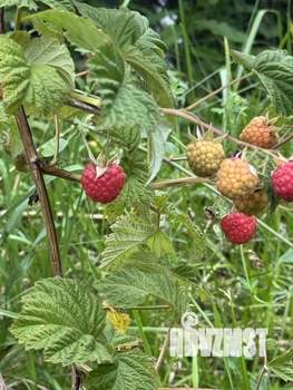 Дом 40м², 2-этажный, участок 6 сот.  