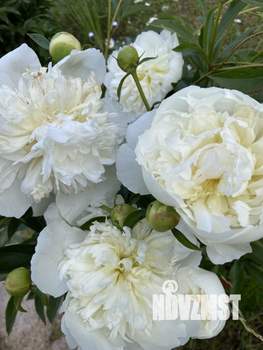 Дом 88м², 2-этажный, участок 6 сот.  