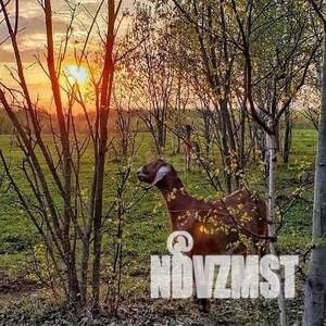 Дом 310м², 2-этажный, участок 160 сот.  