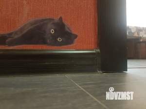 Студия квартира, посуточно, 42м2, 11/17 этаж